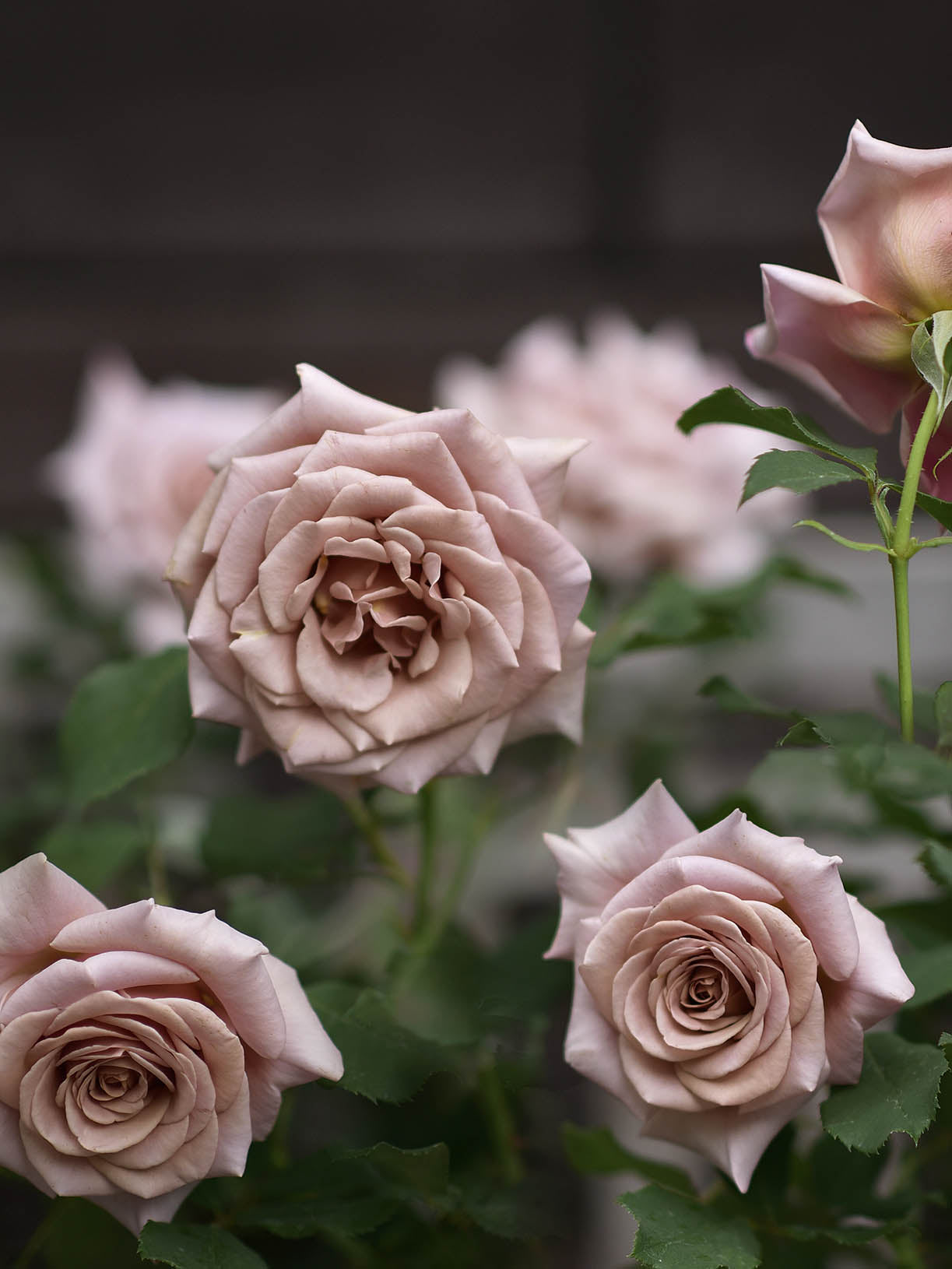 Floribundaros 'Koko Loko' barrot