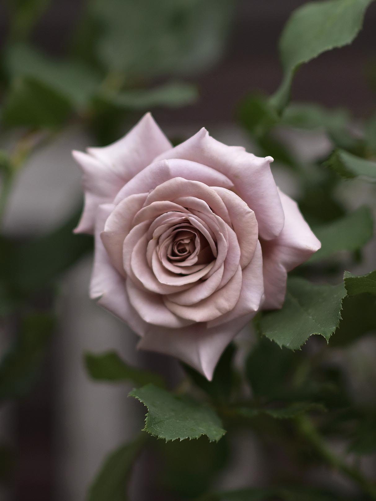 Floribundaros 'Koko Loko' barrot