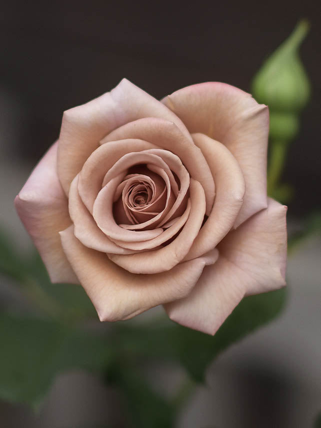 Floribundaros 'Koko Loko' barrot