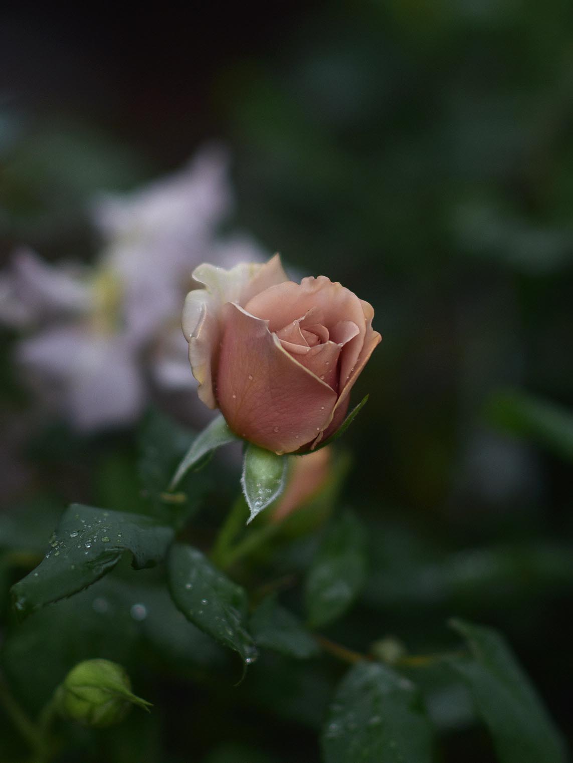 Floribundaros ’Mokarosa’ barrot