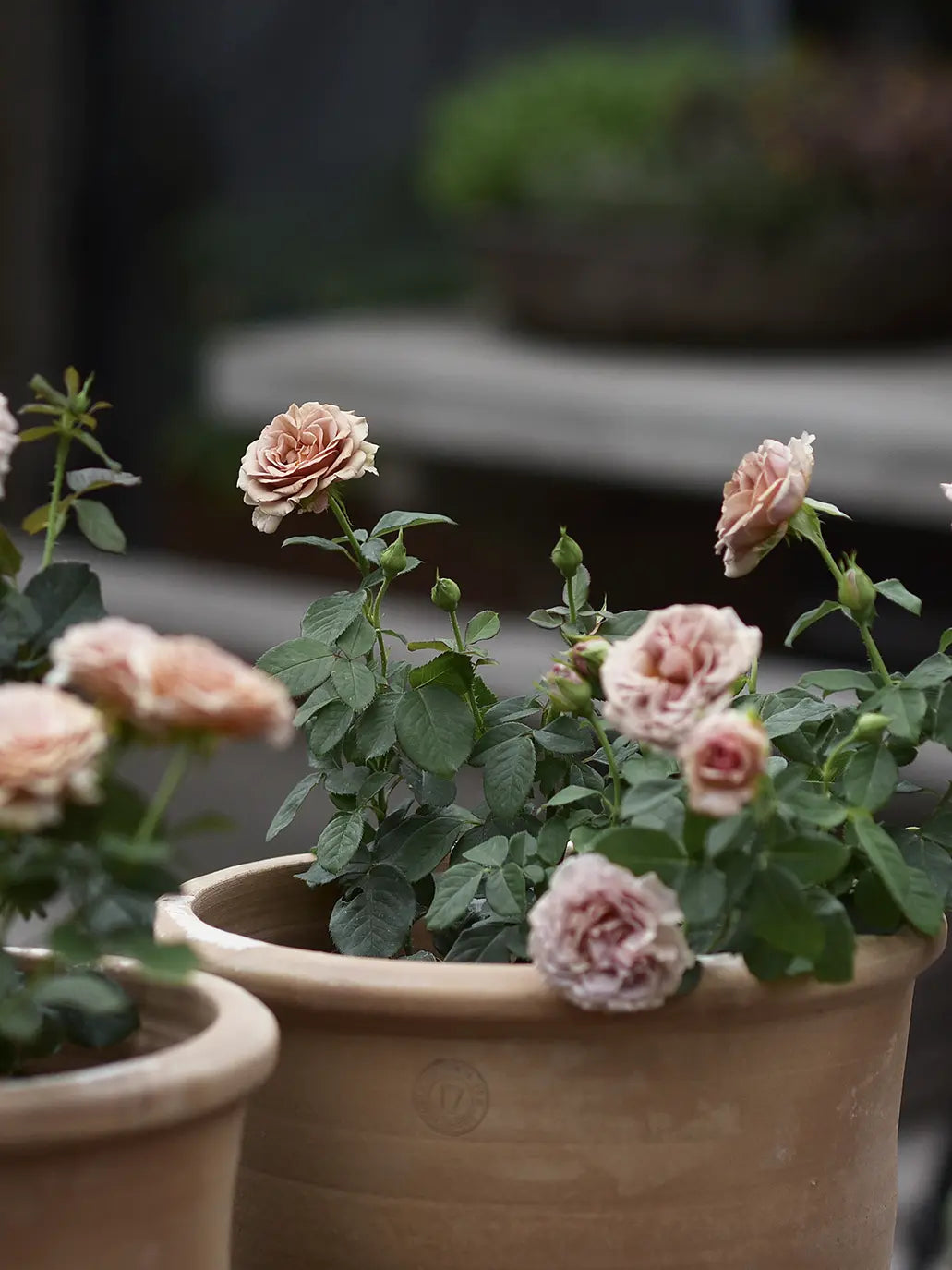 Floribundaros ’Mokarosa’ barrot
