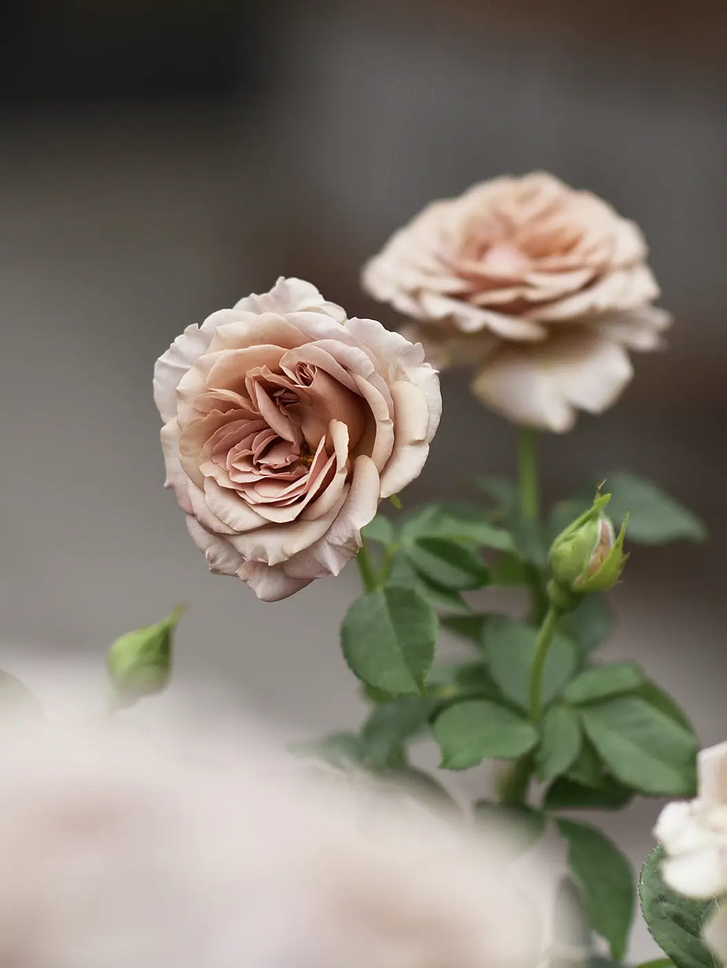 Floribundaros ’Mokarosa’ barrot