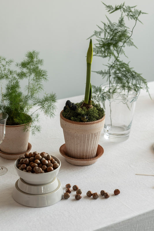 Amaryllis och mossa