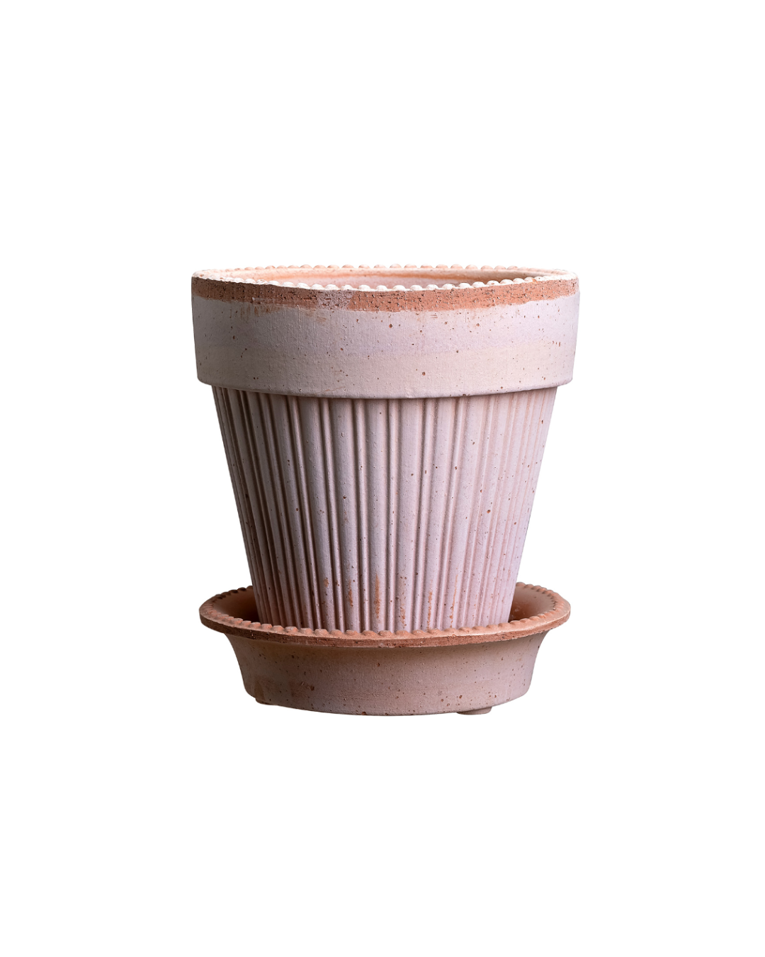 Amaryllis och mossa