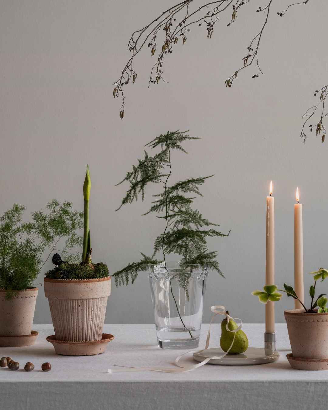 Amaryllis och mossa