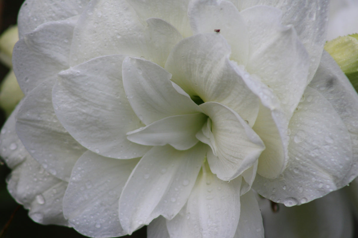 Amaryllis och mossa
